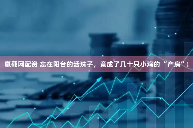 赢翻网配资 忘在阳台的活珠子，竟成了几十只小鸡的 “产房”！