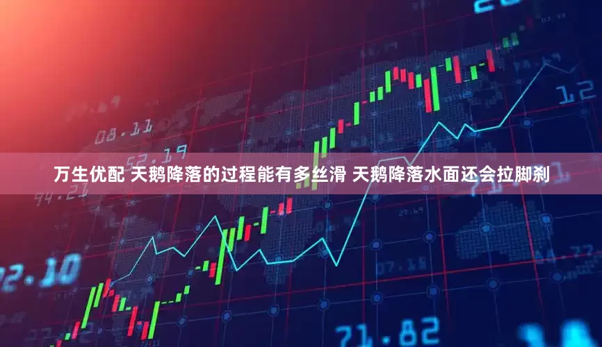 万生优配 天鹅降落的过程能有多丝滑 天鹅降落水面还会拉脚刹